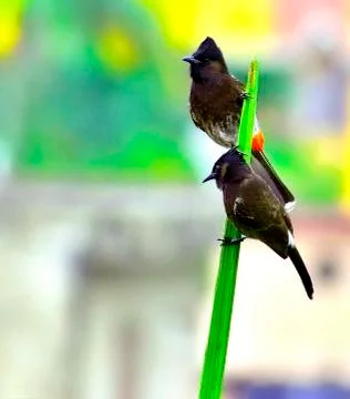 Pair Of Red Vented Bulbul Stock Photos