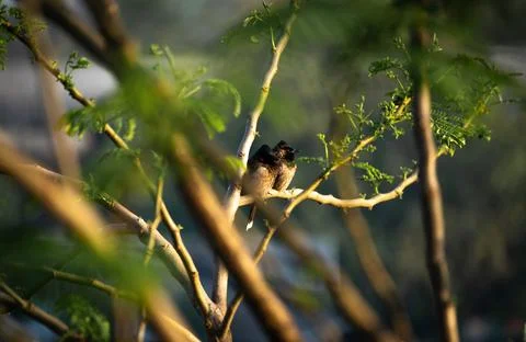 Pair of Red-vented Bulbuls (Pycnonotus cafer) Perched Together on a Branch Fotos de archivo