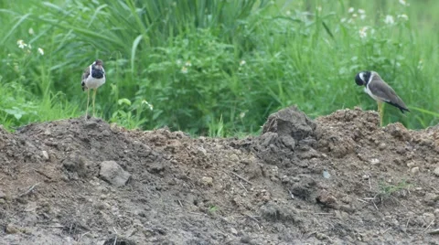 Pair of red-wattled lapwing bird on the soil pile in the field Stock Footage 67030987