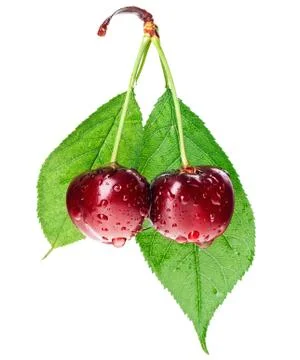 Pair of red wet cherry fruit on stem with green leaf isolated on white Foto stock