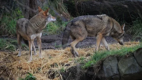 Pair of red wolfs track in forest Stock Footage 86509679