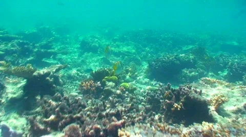 Pair of reef fish Stock Footage 332477