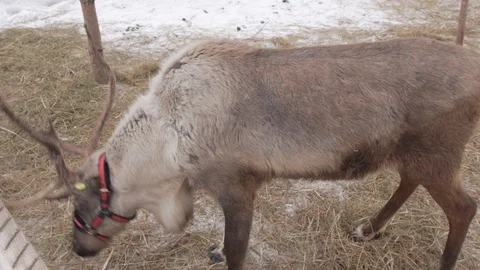Pair of reindeer in captivity Stock Footage 130134971