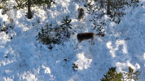 A pair of reindeers wander through a snowy forest. The animals move between.. Stock Footage 287017480