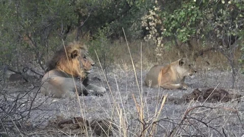 The pair rests side by side and look around — calm pause Stock Footage 319898037