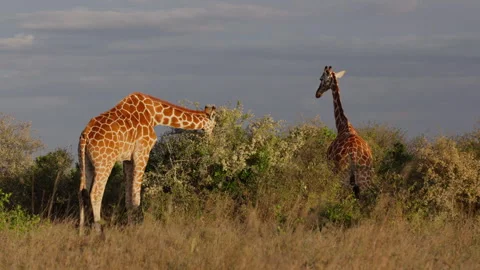 Pair of Reticulated giraffe browsing bushy shrub in morning Stock-Footage 310969020