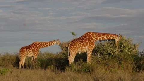 Pair of Reticulated giraffe browsing bushy shrub in morning Stock-Footage 310984116