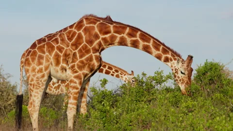 Pair of Reticulated giraffe browsing in morning Stock-Footage 310977235