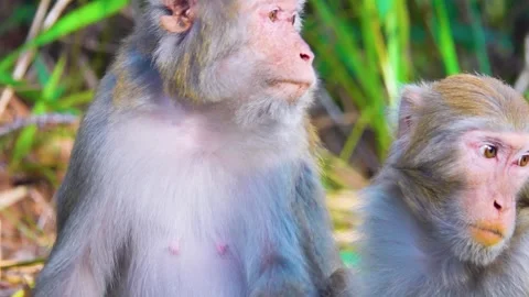 Pair of Rhesus monkeys are looking for and killing fleas from each other. 스톡 동영상 333276675