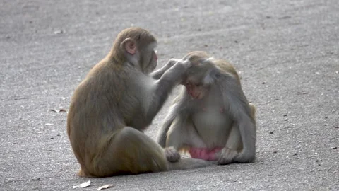 Pair of Rhesus monkeys are looking for and killing fleas from each other. Stock Footage 333276691