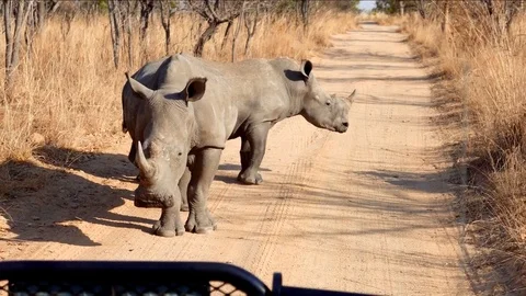 Pair Of Rhino Standing On The Middle Of Dirt Road Video stock 80471779