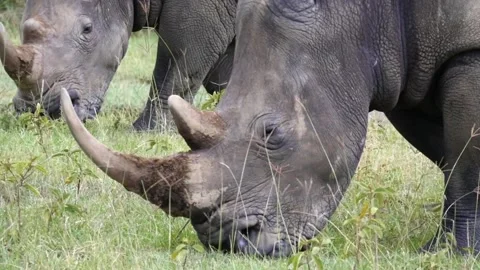 Pair of rhinos grazing Stock Footage 132832633