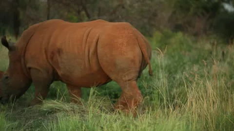 Pair of rhinos walking Stock Footage 21947659