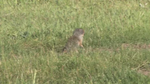A pair of Richardson Ground Squirrels foraging and playing on grassy meadow Stock Footage 64856902