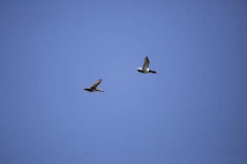 Pair of Ring-Necked Ducks Stock Photos