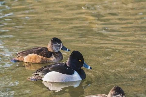 A pair of a Ring-necked ducks swimming in the pond. Stock Photos