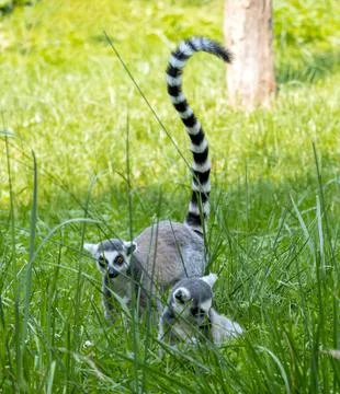 The pair of The ring-tailed lemur (Lemur catta) in meadow with tall grass Stock Photos