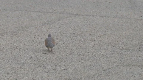 Pair of ringed turtledove Stock Footage 95734545