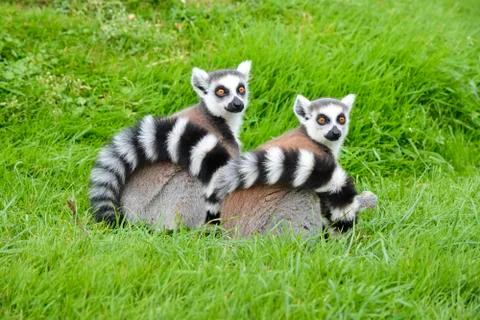 A Pair of Ringtail Lemurs Stock Photos
