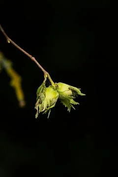 A pair of ripe hazelnuts on the bush Stock-Fotos