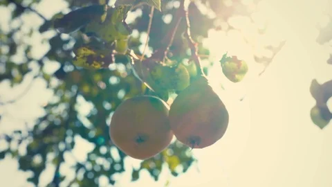 A pair of ripe pears hanging on a tree branch, pears in sunlight Stock-Footage 95430580
