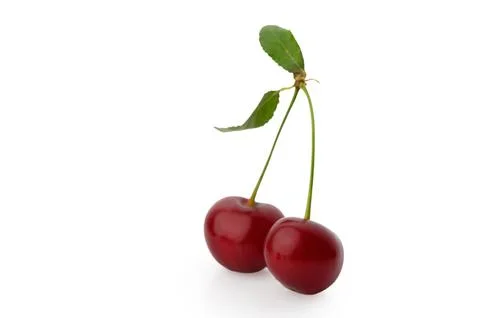 Pair of Ripe Red Cherries with Shared Stem and Green Leaves Stock Photos