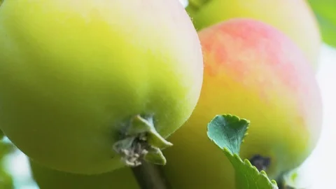 A pair of ripened, young apples Stock Footage 114830760