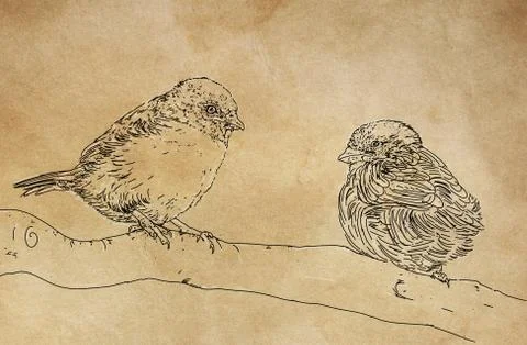 A pair of robins in love Stock-Illustration