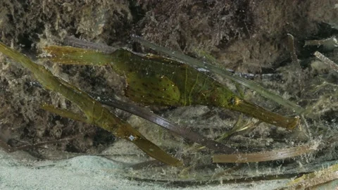 Pair of Robust Ghost Pipefish Solenostomus cyanopterus mimic the seagrass Stock-Footage 231460739