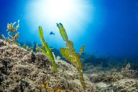 A pair of robust pipe fish shot wide angle Stock Photos