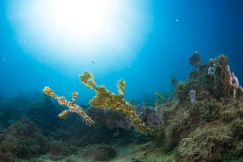 A pair of robust pipe fish shot wide angle Stock Photos