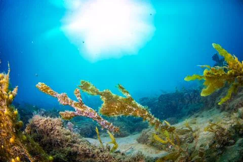 A pair of robust pipe fish shot wide angle Stock Photos