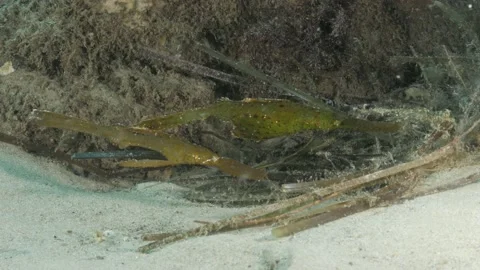 A pair of Robust Pipefish sway in the waters of the Great Barrier Reef Stock Footage 231460415