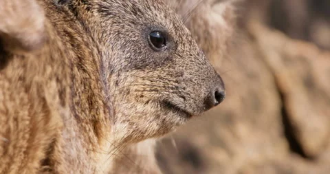 Pair of rock hyraxes faces grooming on rocks in morning Video stock 310970280