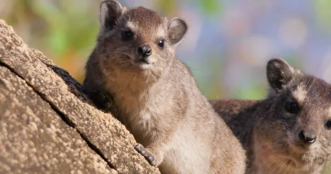 Pair of rock hyraxes faces sunbathing on rocks in morning Video stock 310969088