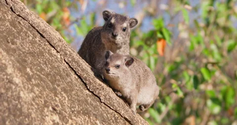 Pair of rock hyraxes sunbathing on rocks in sunny morning Stock Footage 310975413