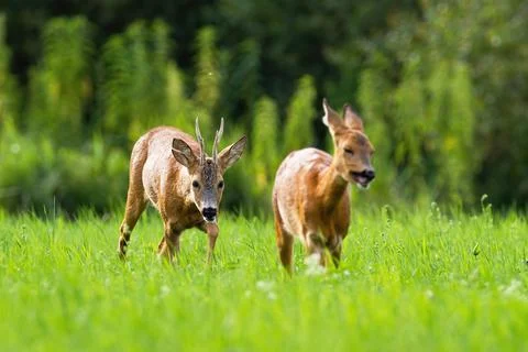 Pair of roe deer buck and doe walking together during summer rutting season Stock Photos