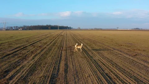 Pair of roe deer (Capreolus capreolus) standing on the fields low aerial footage Stock Footage 103266334