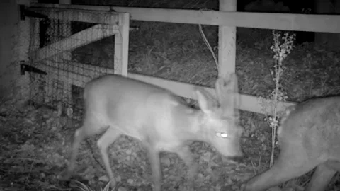 Pair of roe deer in Devon garden Vidéo 157810490