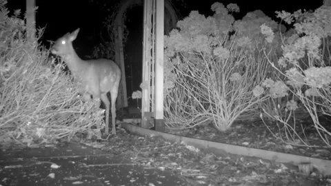 Pair of roe deer in Devon garden Vidéo 157810567