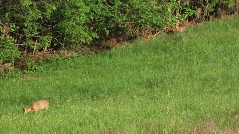 Pair of roe deer in high grass at woodland edge in spring Stock Footage 328704488