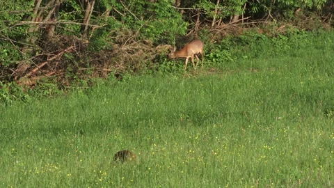 Pair of roe deer in high grass at woodland edge in spring Stock Footage 328704499