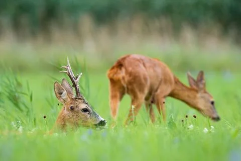 Pair of roe deer lying and sniffing on meadow in summer. Stock Photos