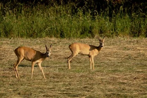 A pair of roe deer Stock Photos