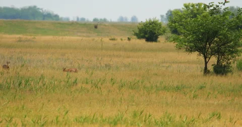 A pair of roe deer run though dry meadow in hot summer day Stock Footage 262656543