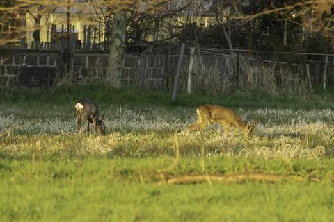 A pair of roe deer in spring Stock Photos