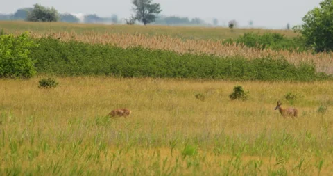 A pair of roe deer stand in tall dry grass and graze Stock Footage 262659499