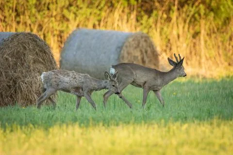 A pair of roe deer walks through the meadow Stock Photos