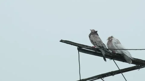 A pair of roller pigeons staying calm on a rooftop beam during an intense su Stock Footage 337143162