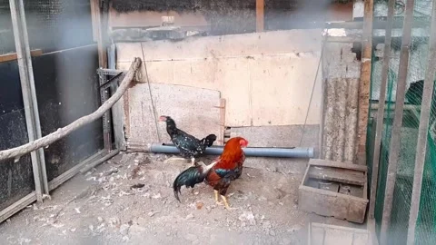 Pair Of Rooster And Hen Talking In Rural Dirty Cage Village Poultry Farmyard Stock Footage 309941600